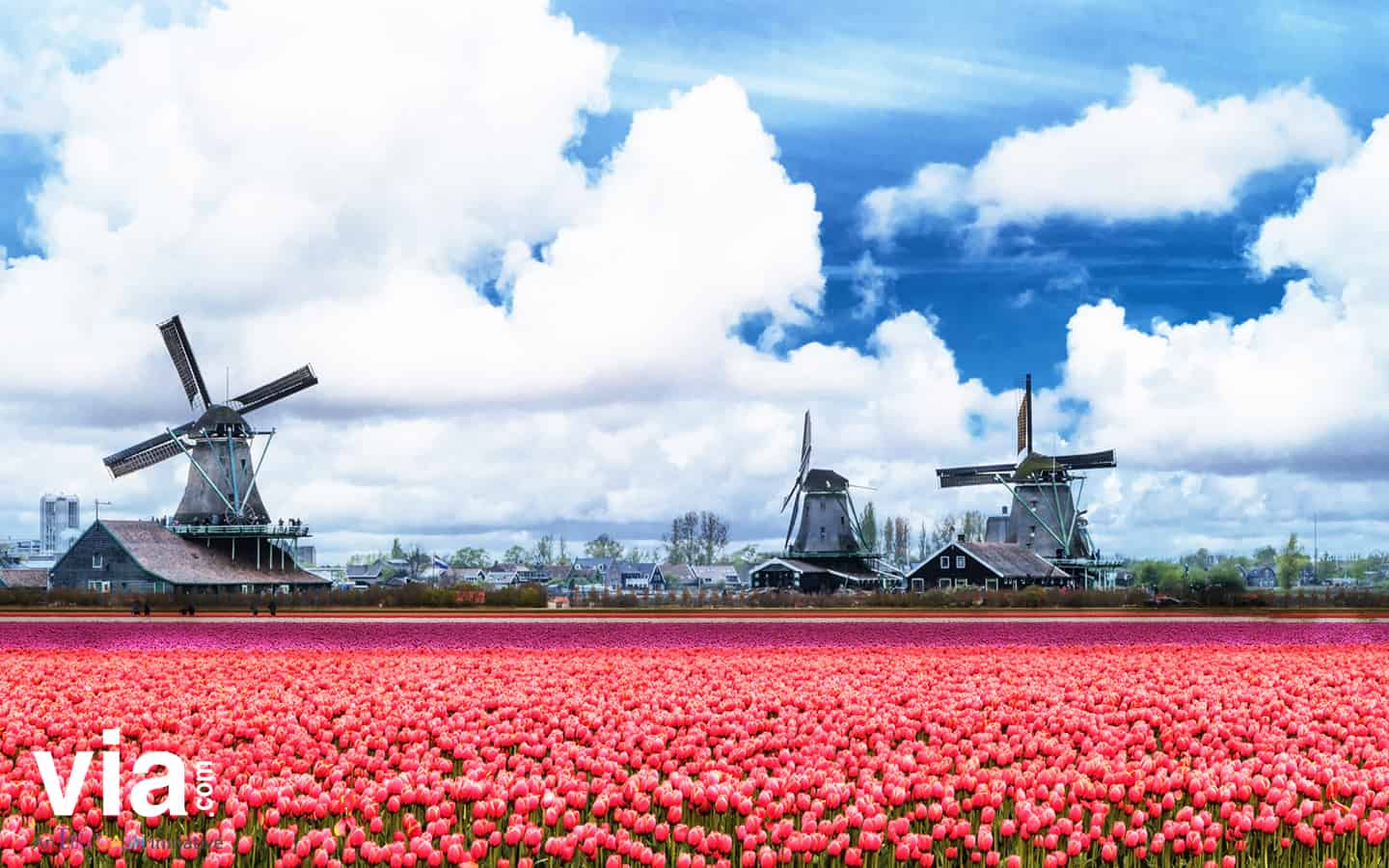 5 Tempat Nikmati Musim Semi dengan Hamparan Tulip di Belanda