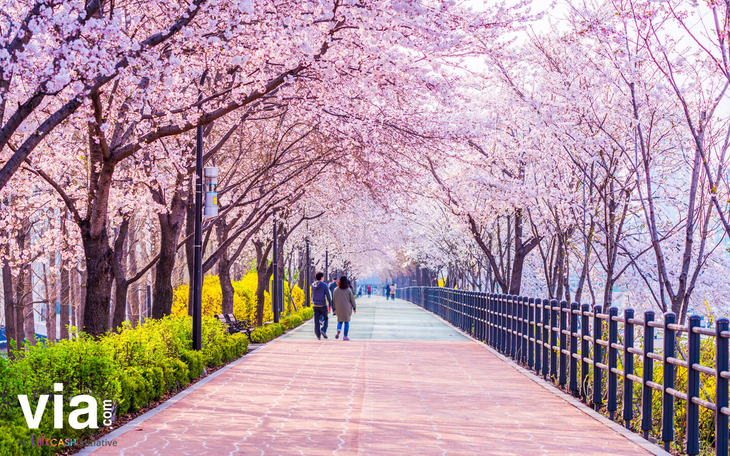 4 Tips agar Liburan Musim Semi di Korea Selatan Sempurna