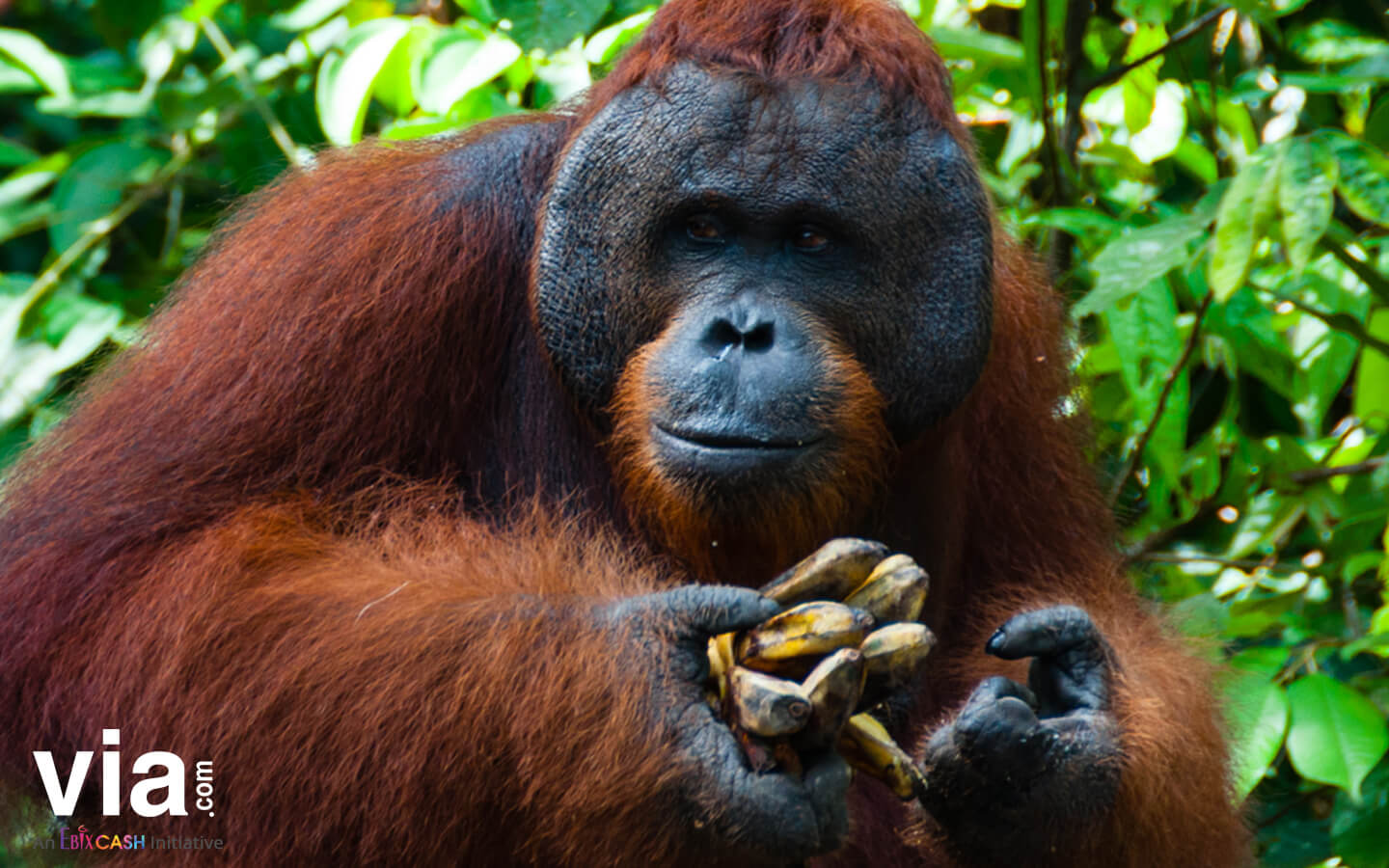 Lebih Dekat dengan Orangutan di Tanjung Harapan, Tanjung Puting
