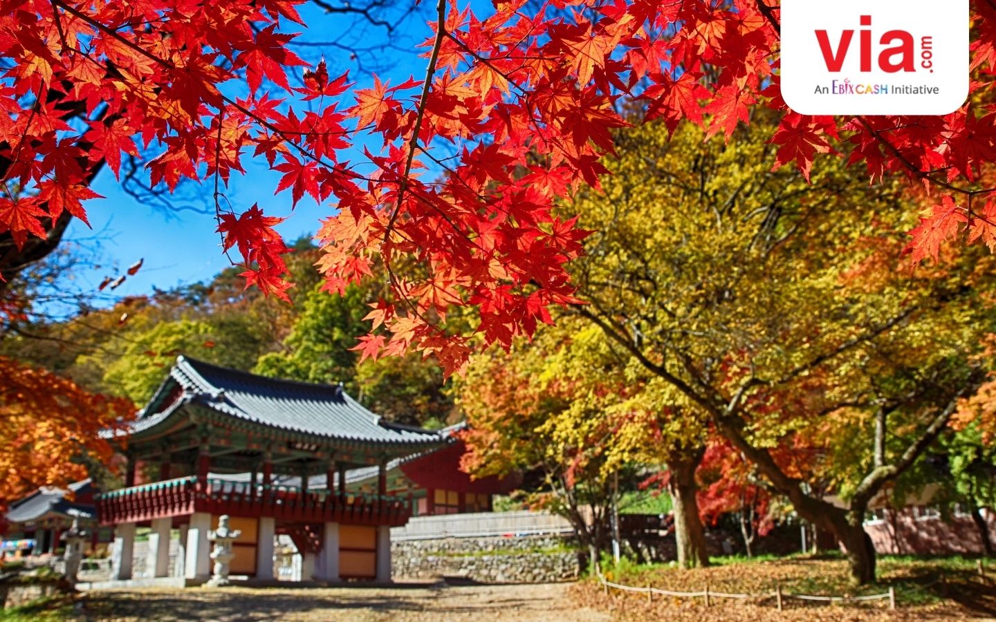Nikmati Musim Gugur di Korea Selatan dengan 4 Aktivitas Seru Ini