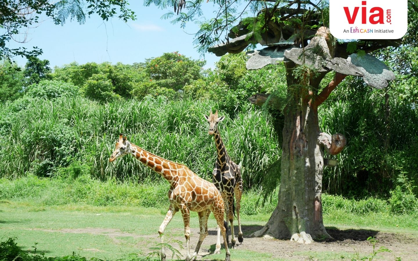 Ketahui Serunya Liburan Keluarga di Bali Zoo & Bali Safari: Apa Bedanya?