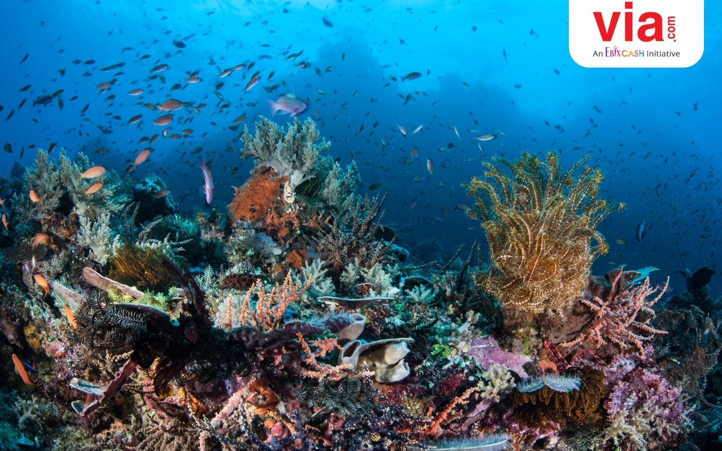 5 Destinasi Wisata Bahari: Petualangan Seru di Jelajah Lautan Indonesia