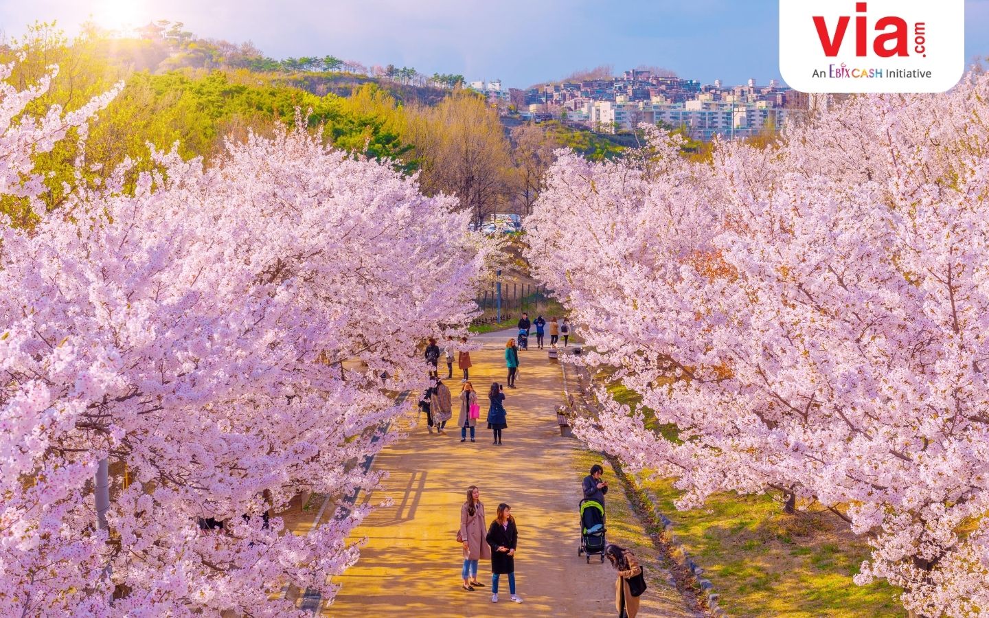 5 Alasan Kenapa Kamu Harus Liburan ke Korea Selatan Bulan Maret—April