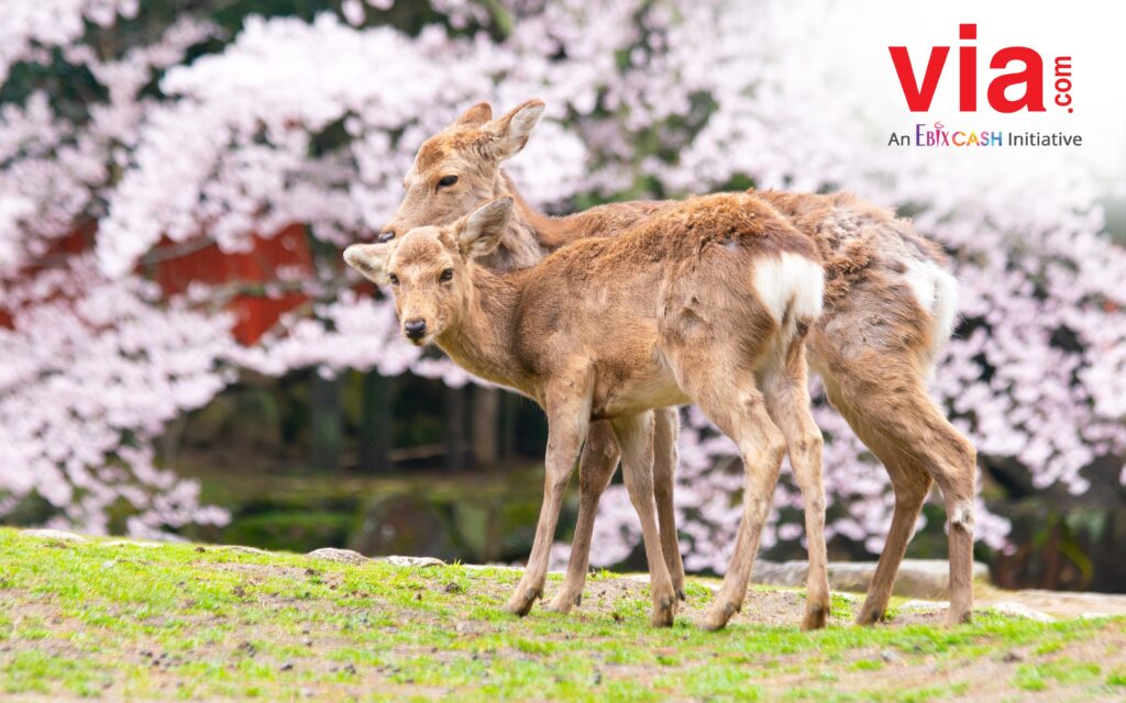 Nara Park, Jepang